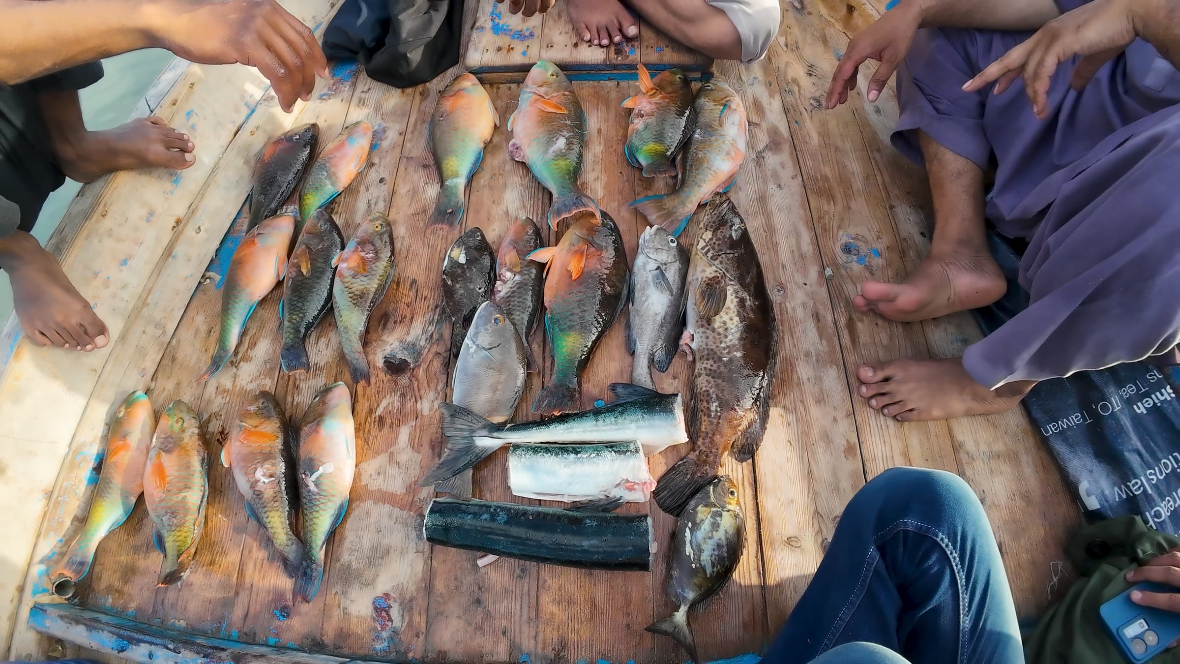 A day's catch of parrot fish, grouper and barracuda laid out on the blue-painted wooden deck of a fishing boat, bare feet around the edges of the frame