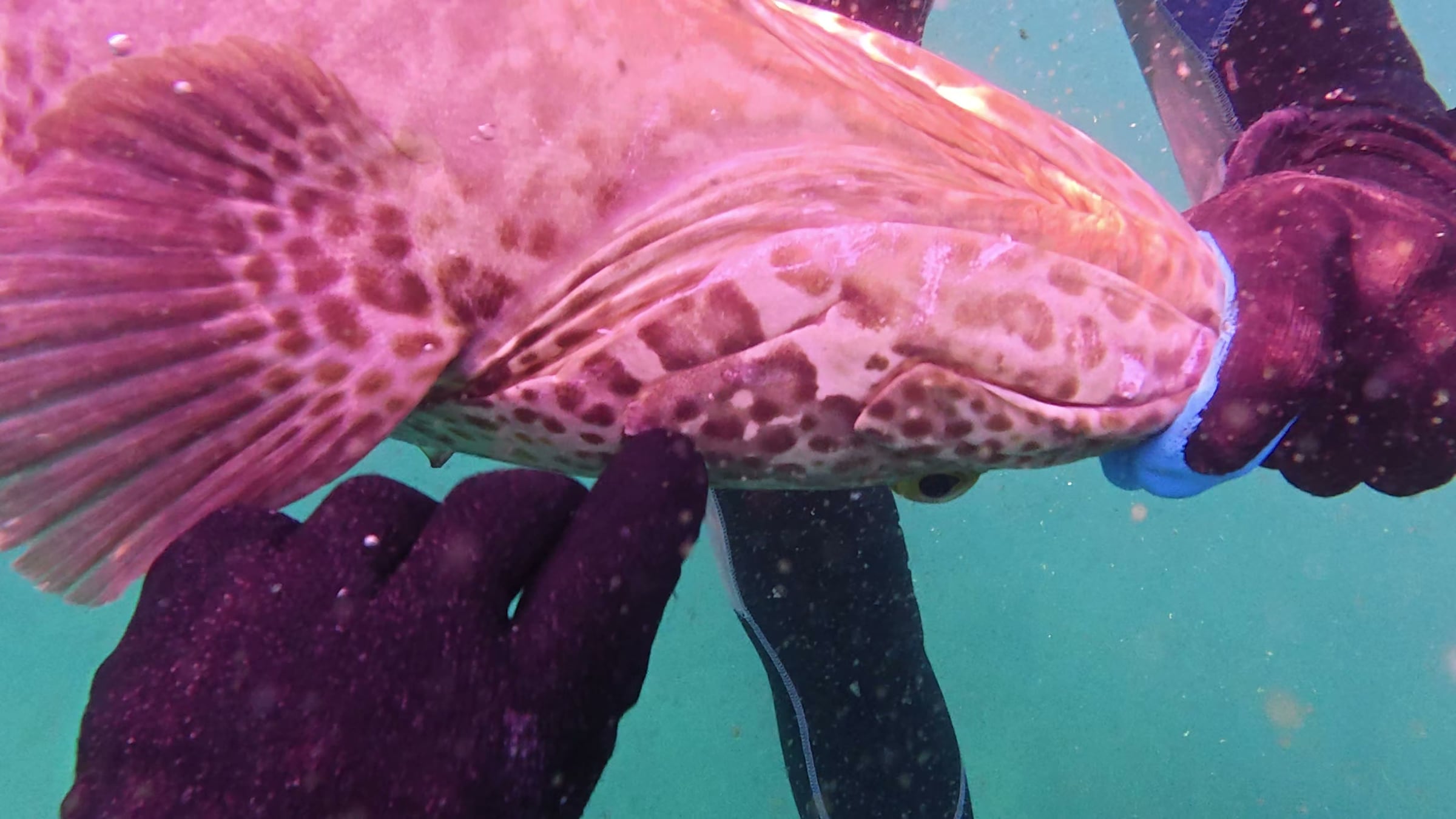 A spotted grouper held in gloved hands underwater, its markings clear against the green Arabian Sea